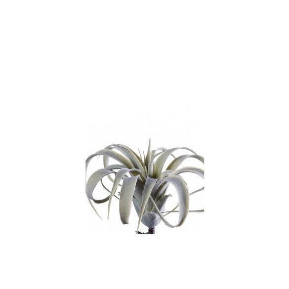 Tillandsia cites 15cm -Szürke