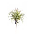 Tillandsia rubra 12cm világos zöld