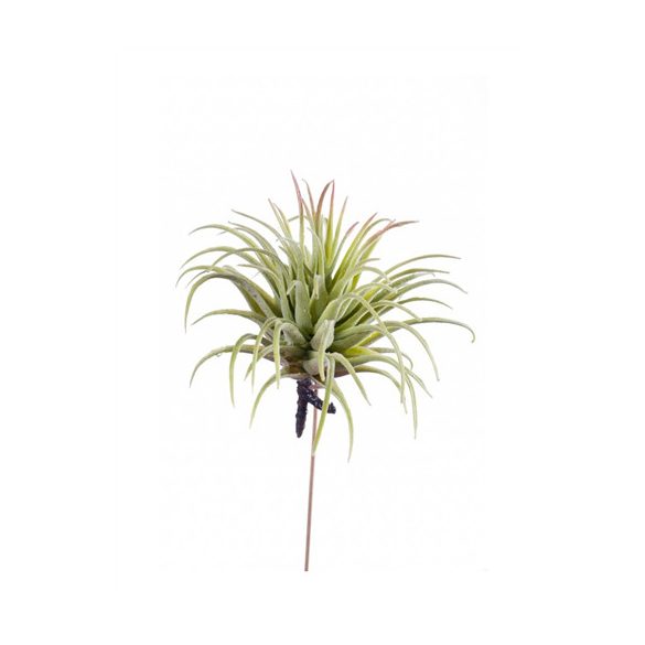 Tillandsia rubra 12cm világos zöld