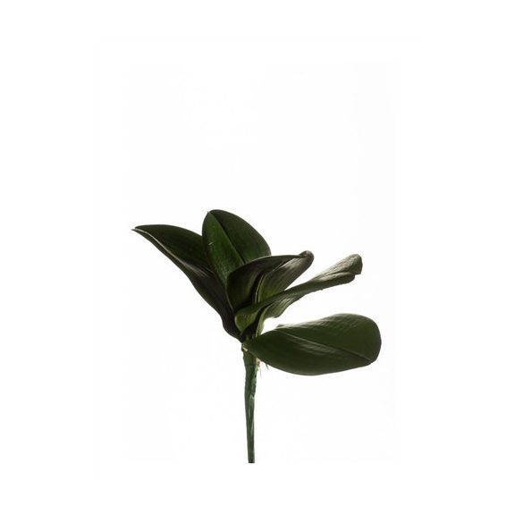 Orchidea levél bokor x5 25cm - Sötét zöld