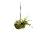 Succulent string garden small d8cm zöld