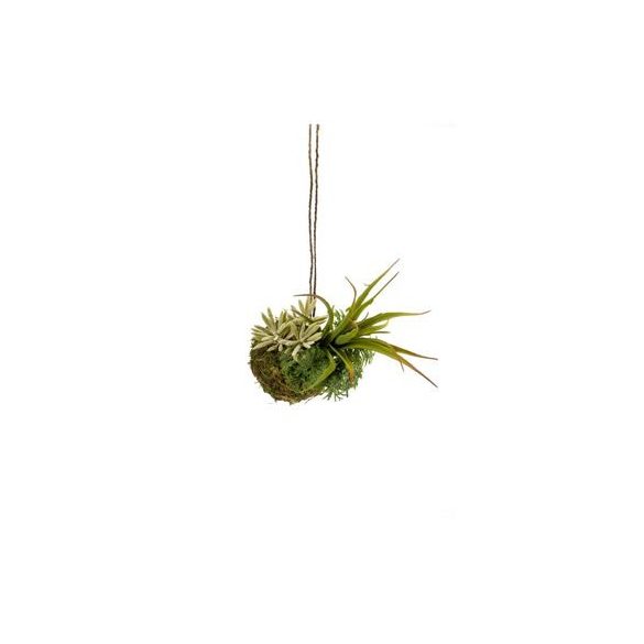 Succulent string garden small d8cm zöld