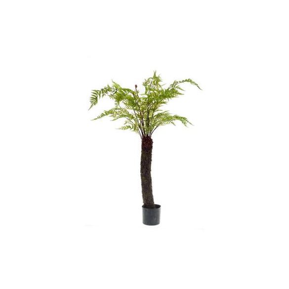 Páfrányfa 145cm (műanyag cserépben)
