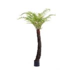 Páfrányfa 175cm (műanyag cserépben)