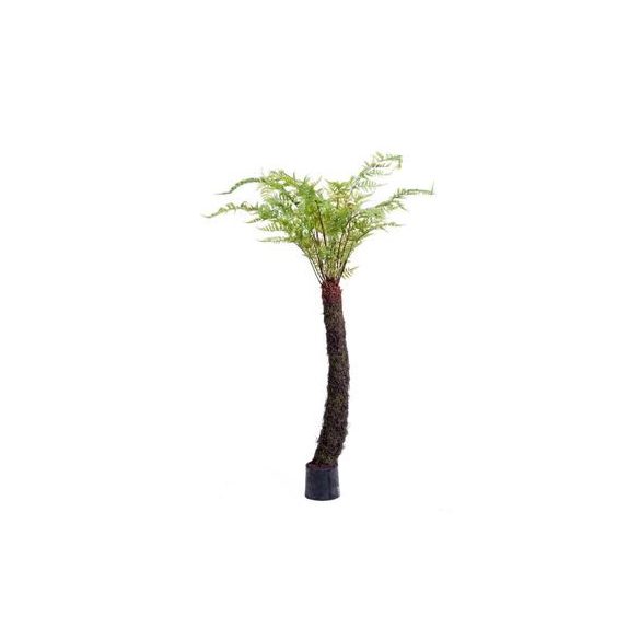 Páfrányfa 175cm (műanyag cserépben)