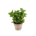 Bazsalikom bokor x7 25cm dk zöld (agyag cserépben 11cm)