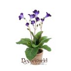 Streptocarpus bokor 38cm kék agyag kaspóban