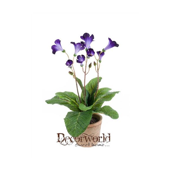 Streptocarpus bokor 38cm kék agyag kaspóban