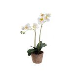 Phalaenopsis 42cm - Fehér (cserépben 11cm)