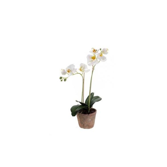 Phalaenopsis 42cm - Fehér (cserépben 11cm)