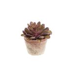 Echeveria plant 16cm old pink cserépben 11cm