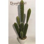   Kaktusz Bolívia 68cm sötétzöld/zöld (14cm fehér kaspóban)