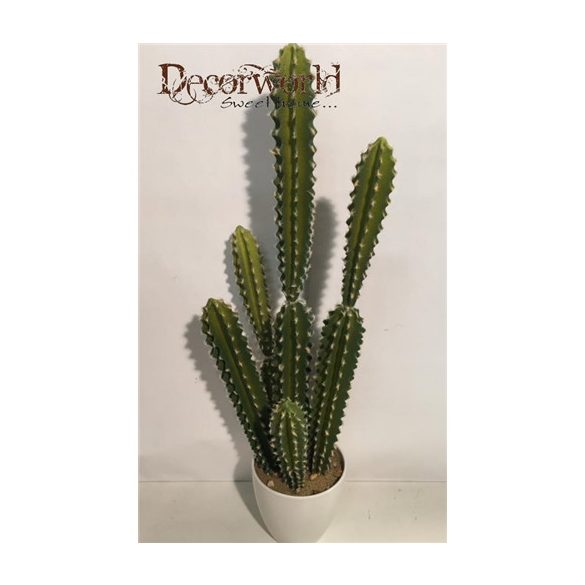 Kaktusz Bolívia 68cm sötétzöld/zöld (14cm fehér kaspóban)