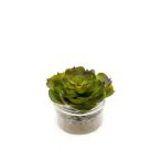 Echeveria 9cm zöld, üveg cserépben d8.2cm h6.4cm