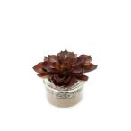 Succulent b 9cm burgundy, üveg cserépben d8.2cm h6.4cm
