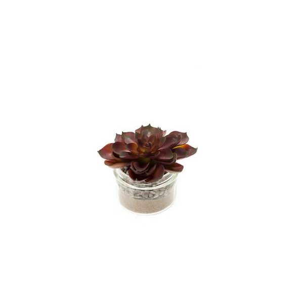 Succulent b 9cm burgundy, üveg cserépben d8.2cm h6.4cm
