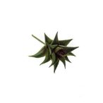 Aloe durban 12cm dk zöld