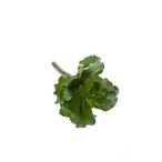 Echvaria rosea 12cm - Zöld