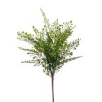 Vénuszfodorka (Fern adianthum) bokor 40cm - Zöld