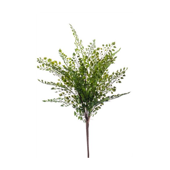 Vénuszfodorka (Fern adianthum) bokor 40cm - Zöld
