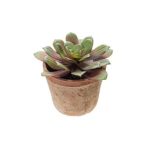 Echeveria pollux 13cm zöld/burgundy, cserépben 11cm