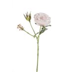 Rózsaág Anne x2 havas 39cm - Világos barack