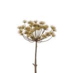 Heracleum stem 43cm zöld
