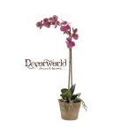 Phalaenopsis 80cm beauty agyag cserépben