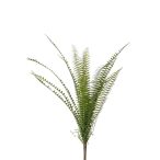 Fern nephrolepis bush 60cm/15lvs - Zöld