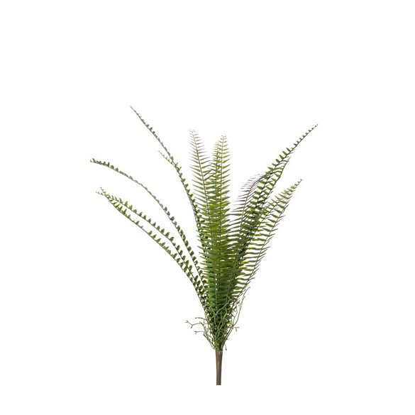 Fern nephrolepis bush 60cm/15lvs - Zöld