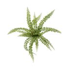 Fern pellaea bush 50cm/18lvs - Zöld