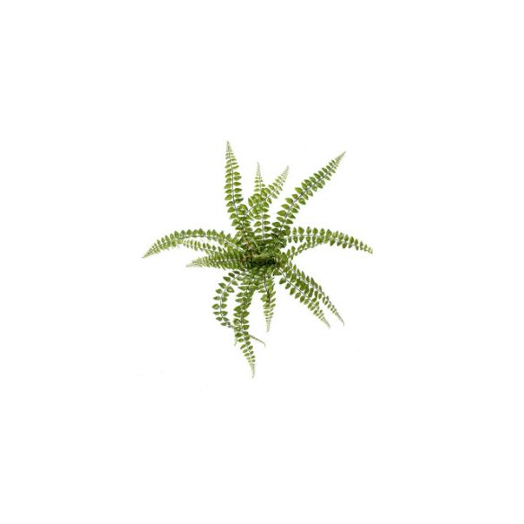 Fern pellaea bush 50cm/18lvs - Zöld