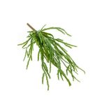 Rhipsalis pandora bokor 35cm - Zöld