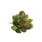 Echeveria mira bokor d30cm zöld/burgundy