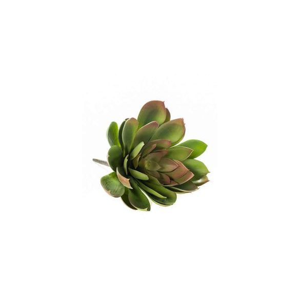 Echeveria mira bokor d30cm zöld/burgundy