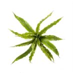 Asplenium fern bokor x15levél 30cm