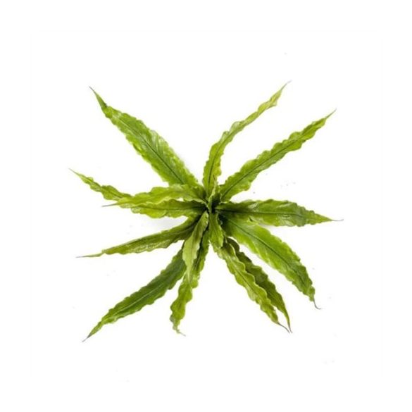 Asplenium fern bokor x15levél 30cm