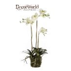   Phalaenopsis orchidea 75cm világos zöld mohás földgömbbel