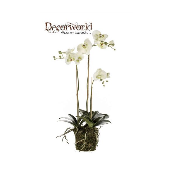 Phalaenopsis orchidea 75cm világos zöld mohás földgömbbel