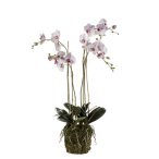 Phalaenopsis orchidea mohás 105cm rózsaszín