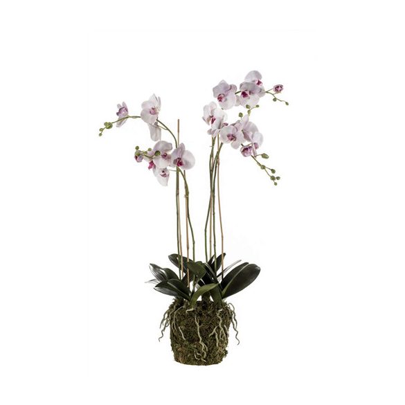 Phalaenopsis orchidea mohás 105cm rózsaszín