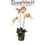   Phalaenopsis Orchidea narancs/beauty 105cm gyökeres földgömbbel