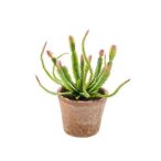 Euphorbia bokor 23cm - Zöld/piros, (agyag cserépben 11cm)