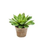 Echeveria mira bokor d30cm zöld, cserépben 16cm