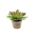 Echeveria mira bokor d30cm zöld/burgundy, cserépben 16cm