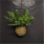 Fern adianthum zsinóron 10cm - Zöld