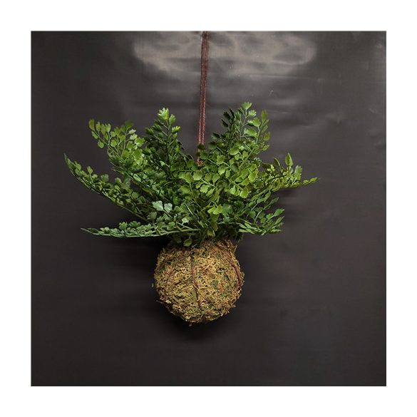 Fern adianthum zsinóron 10cm - Zöld
