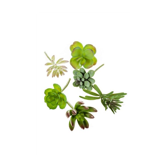 Pozsgás S/6db vegyes