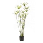 Cyperus bokor 120cm - zöld (műanyag cserépben 17cm)