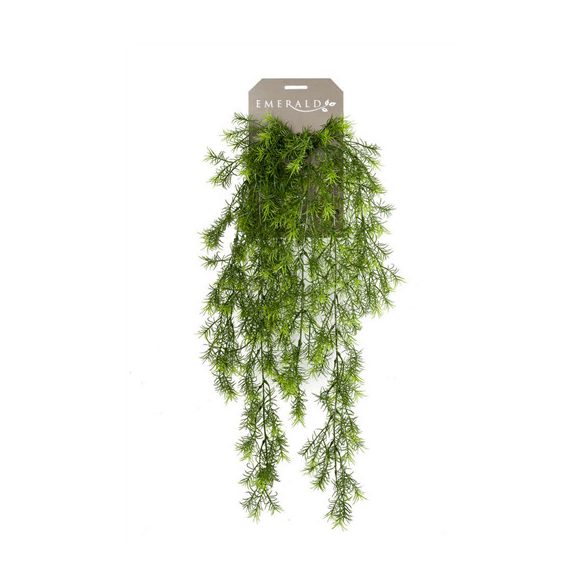 Asparagus sprengeri lógó bokor x6 75cm